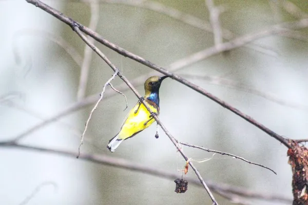 Gelb Blauer Gelbbauchiger Oder Olivgrüner Sonnenvogel Der Sich Einem Kleinen — Stockfoto