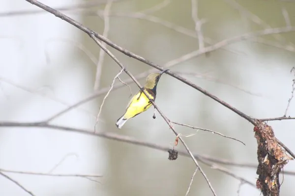 Malý Zvědavý Žlutomodrý Ptáček Sedící Malé Větvičce — Stock fotografie