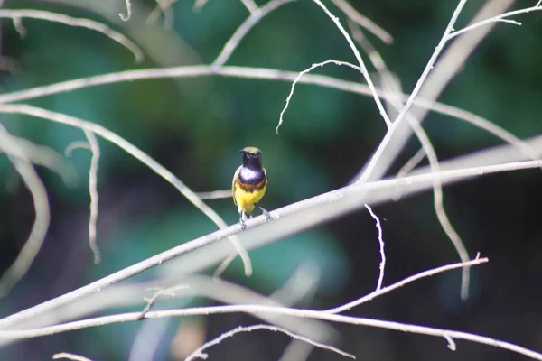 Olivový Nebo Žlutobřichý Sluníčko Sedící Větvi — Stock fotografie