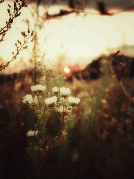 Bellezza Della Natura — Foto Stock