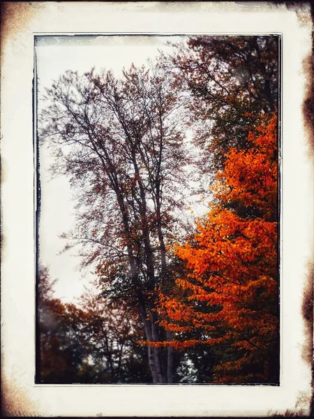 Schoonheid Van Herfst — Stockfoto