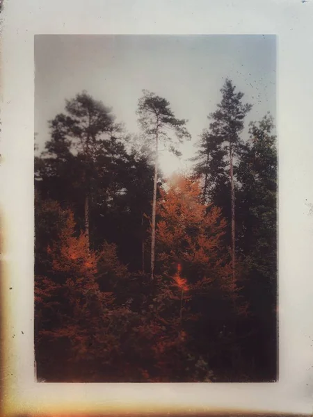 Ein Historisches Foto Von Einem Nebligen Wald — Stockfoto