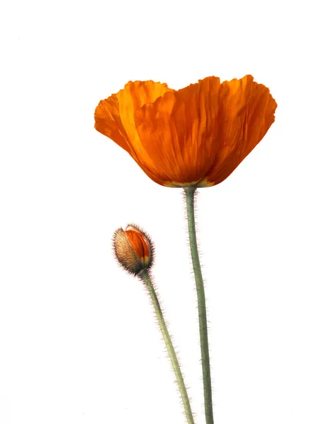 Papaver Geïsoleerd Witte Achtergrond Met Kopieerruimte — Stockfoto