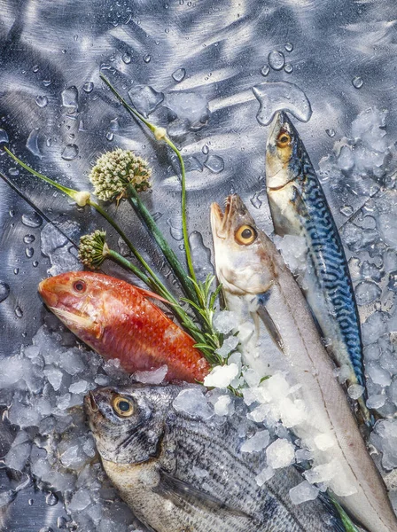 Arranjo Peixe Fresco Com Gelo Ervas Frescas Fundo Aço Polido — Fotografia de Stock