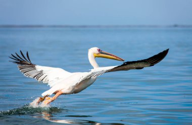 Walfish Bay Namibya 'da pembe Dalmaçyalı Pelikan, Pelecanus rufescens.