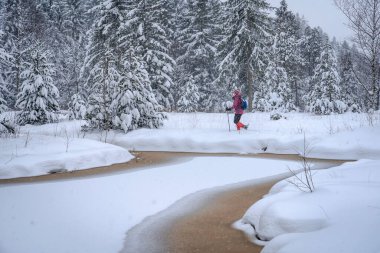  Avusturya 'nın Vorarlberg kentinin Bergenzer Wald bölgesinde kışın yağan bir orman ve bozkırda kar altında kalan son sınıf öğrencisi güzel bir kadın.