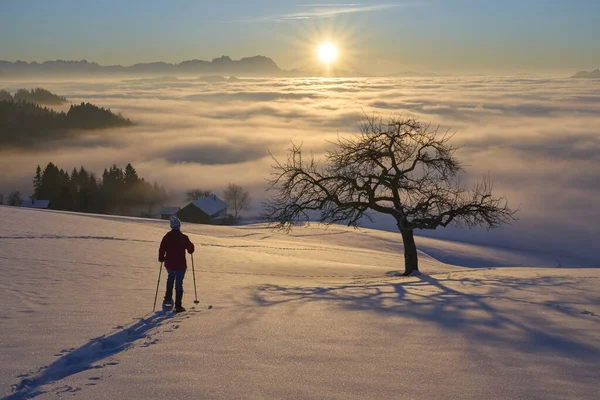  Avusturya, Vorarlberg 'in Bregenzer Wald bölgesinde gün batımında kar ayakkabısı giyen kadın İsviçre' nin Saentis Dağı 'nda muhteşem bir manzaraya sahip.                              