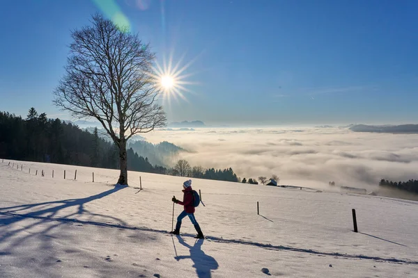 Mulher Snowshoeing Por Sol Área Bregenzer Wald Vorarlberg Áustria Com — Fotografia de Stock