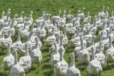 Bir kaz çiftliğinin yeşil çayırında büyük beyaz kaz sürüsü.