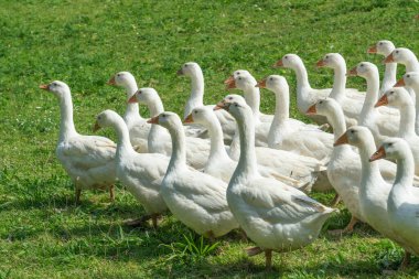 Bir kaz çiftliğinin yeşil çayırında büyük beyaz kaz sürüsü.