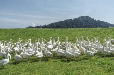 Bir kaz çiftliğinin yeşil çayırında büyük beyaz kaz sürüsü.