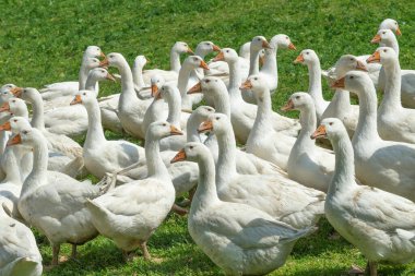Bir kaz çiftliğinin yeşil çayırında büyük beyaz kaz sürüsü.