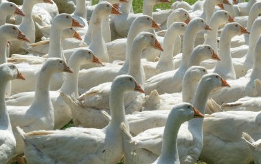 Bir kaz çiftliğinin yeşil çayırında büyük beyaz kaz sürüsü.