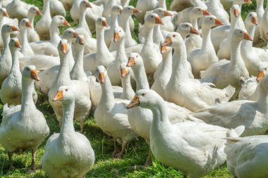 Vorarlberg, Avusturya 'daki bir kaz çiftliğinin yeşil çayırında büyük bir beyaz Noel kazları sürüsü.
