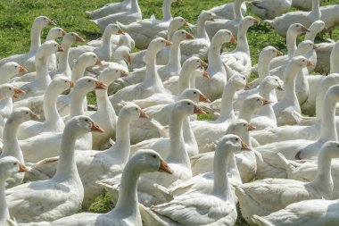 Vorarlberg, Avusturya 'daki bir kaz çiftliğinin yeşil çayırında büyük bir beyaz Noel kazları sürüsü.