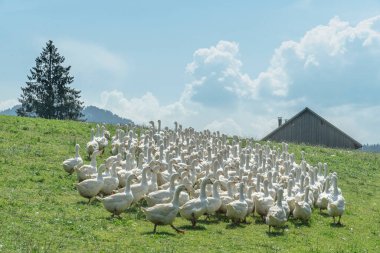 Vorarlberg, Avusturya 'daki bir kaz çiftliğinin yeşil çayırında büyük bir beyaz Noel kazları sürüsü.
