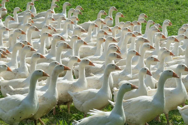 Óriási Fehér Libacsorda Egy Libafarm Zöld Mezején — Stock Fotó