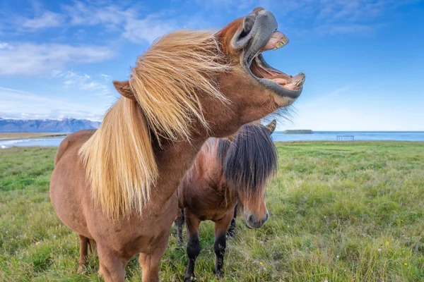 Funny Iceland Ponies Stylish Haircut Grazing Pasture Northern Iceland — Stock Photo, Image