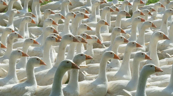 Óriási Fehér Libacsorda Egy Libafarm Zöld Mezején — Stock Fotó