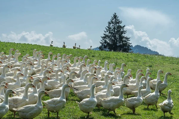 Óriási Fehér Libacsorda Egy Libafarm Zöld Mezején — Stock Fotó