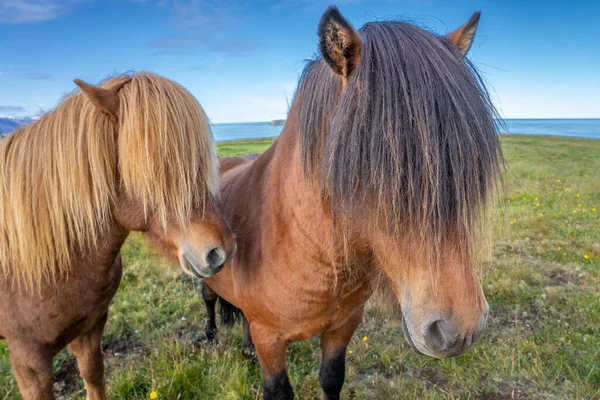 Zlanda Nın Kuzeyindeki Bir Otlakta Otlayan Şık Saçlı Komik Zlanda — Stok fotoğraf