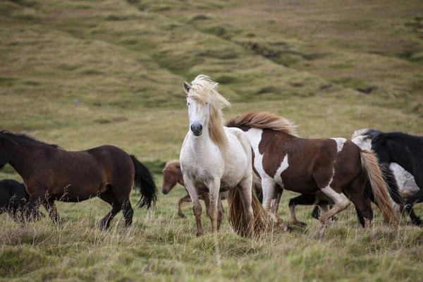 Flock Island Ponies Flying Mane Pasture Northern Iceland — Stock Photo, Image