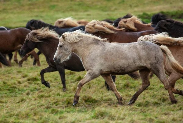 Flock Island Ponies Flying Mane Pasture Northern Iceland — Stock Photo, Image