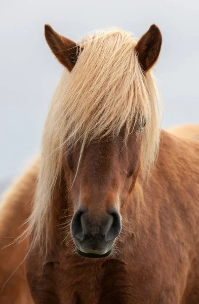 Funny Iceland Ponies Stylish Haircut Grazing Pasture Northern Iceland — Stock Photo, Image