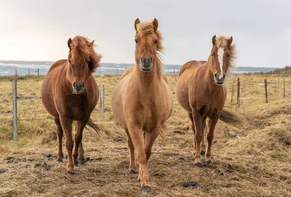 Flock Island Ponies Flying Mane Pasture Northern Iceland — Stock Photo, Image