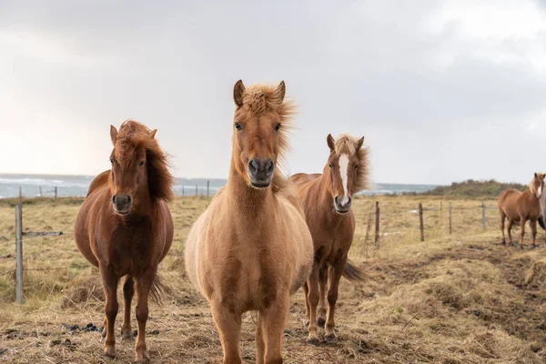 Kudde Eilandpony Met Vliegende Manen Een Weiland Het Noorden Van — Stockfoto