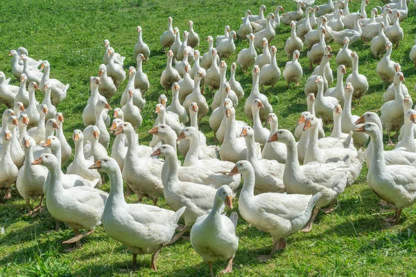 Hatalmas Fehér Karácsonyi Libacsorda Egy Vorarlbergi Libatenyésztés Zöld Mezején Ausztriában — Stock Fotó