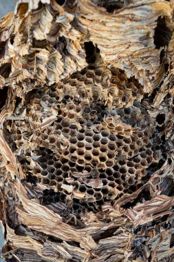 Büyük eşekarıları Vespa yengeç yuvası, yaklaşık 1000 hayvanlık bir nüfusa sahiptir.