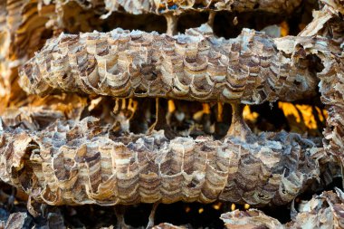Büyük eşekarıları Vespa yengeç yuvası, yaklaşık 1000 hayvanlık bir nüfusa sahiptir.