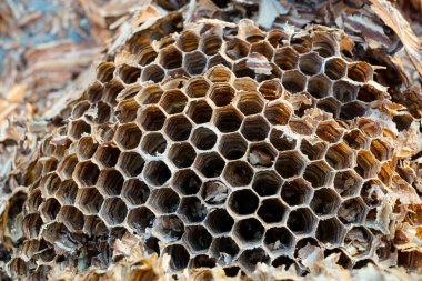 Büyük eşekarıları Vespa yengeç yuvası, yaklaşık 1000 hayvanlık bir nüfusa sahiptir.