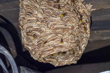 huge hornets nest  Vespa crabro, with a population of about 1000 animals clipart