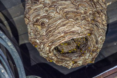 Büyük eşekarıları Vespa yengeç yuvası, yaklaşık 1000 hayvanlık bir nüfusa sahiptir.