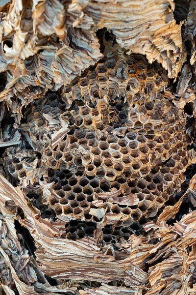 Huge Hornets Nest Vespa Crabro Population 1000 Animals — Stock Photo, Image