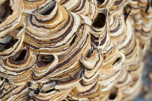 Huge Hornets Nest Vespa Crabro Population 1000 Animals — Stock Photo, Image