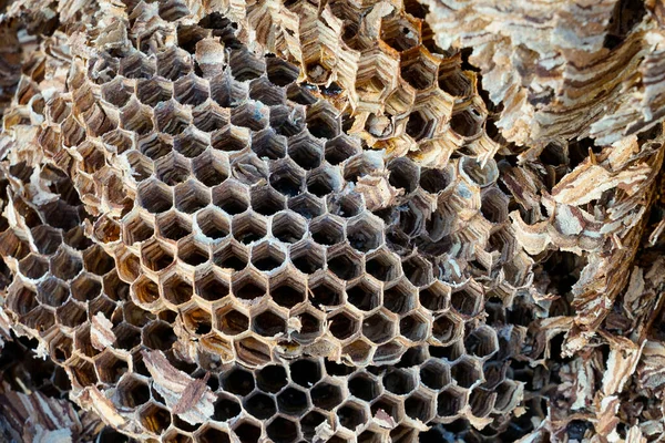 Büyük eşekarıları Vespa yengeç yuvası, yaklaşık 1000 hayvanlık bir nüfusa sahiptir.