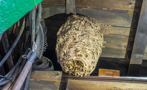 Obrovské Sršně Hnízdo Vespa Kraby Populací Asi 1000 Zvířat — Stock fotografie
