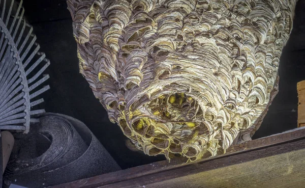 Τεράστια Σφηκοφωλιά Vespa Crabro Πληθυσμό Περίπου 1000 Ζώα — Φωτογραφία Αρχείου