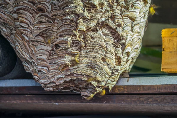 Huge Hornets Nest Vespa Crabro Population 1000 Animals — Stock Photo, Image