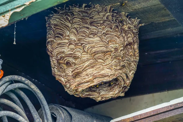 Huge Hornets Nest Vespa Crabro Population 1000 Animals — Stock Photo, Image