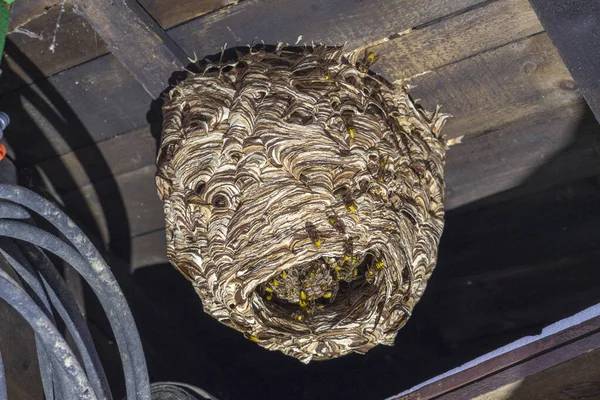 Huge Hornets Nest Vespa Crabro Population 1000 Animals — Stock Photo, Image