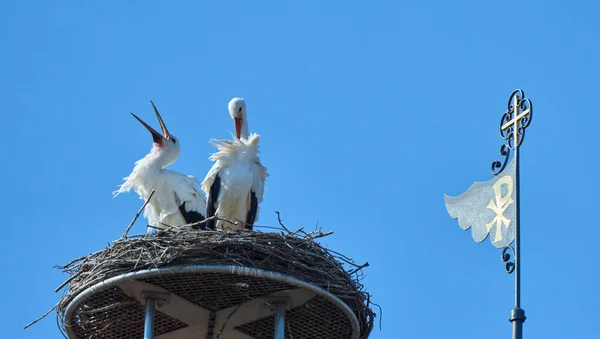 Ein Storchenpaar Ciconia Ciconia Seinem Nest Auf Einem Kirschdach Oberschwaben — Stockfoto