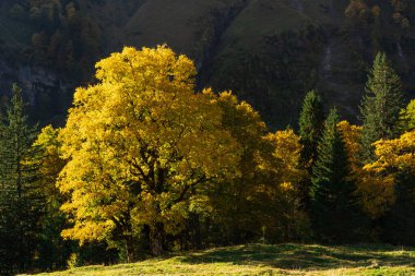 Sonbaharda ağaçlarda altın yapraklar, Almanya 'nın Bavyera kentindeki Allgau Alpleri ile renkli dağ manzaraları