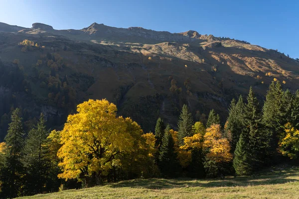 Paisagem Montanhosa Colorida Outono Com Folhas Douradas Árvores Allgau Alpes — Fotografia de Stock