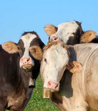 Allgaeu Bölgesi, Bavyera Alpleri, Almanya 'da otlayan komik genç süt inekleri.