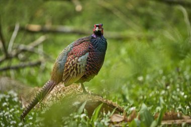 Renkli erkek sülün, Phasianus colchicus, Constance Gölü 'ndeki bir ormanda doğal ortamında.