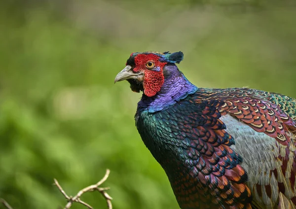 Colorful Male Pheasant Phasianus Colchicus Its Natural Habitat Forest Lake — Stock Photo, Image